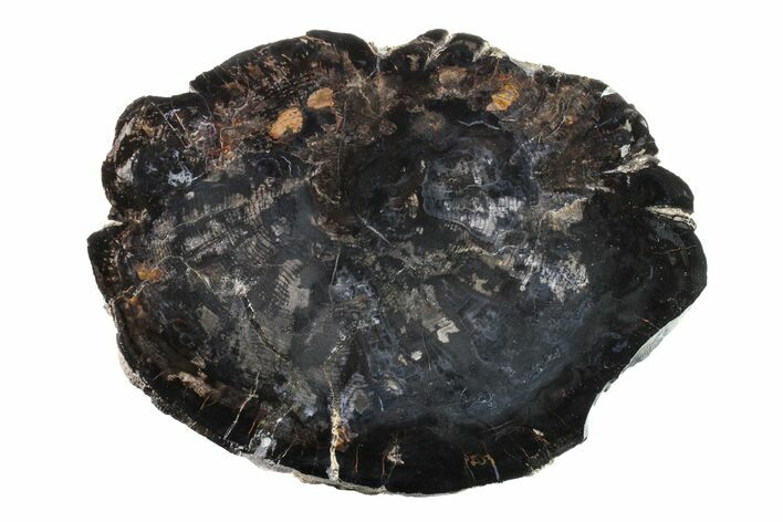 Petrified Wood (Sugar Pine) End Cut - New Mexico #163725